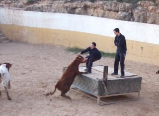 escapando de la vaquilla